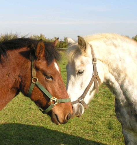Phoenix and Maverick Phoenix and Maverick